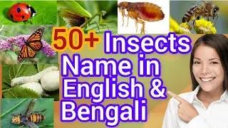 Insects Vocabulary। Insects name in English and Bengali । কীটপতঙ্গের নাম।#insects #@mjTubemate