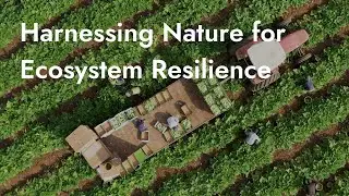 How Can We Harness the Power of Nature to Enhance Ecosystem Resilience?