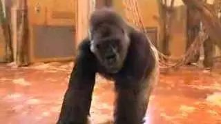 Gorilla starring at the Budapest Zoo