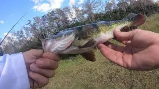 Fall Fishing Big Cypress Preservation, Tamiami Trail