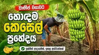 වාණිජ වශයෙන් වගා කරන්න හොදම කෙසෙල් වර්ගය 👍