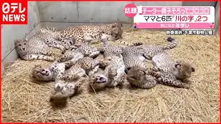 【チーター】母親と６匹の子ども  仲良く“川”の字でゴロゴロ
