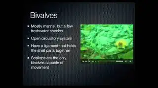 Mollusks - Bivalves