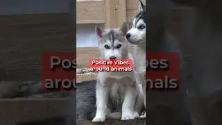 Positive Vibes around animals