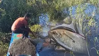 Big fish