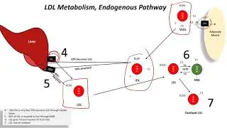 Lipoprotein metabolism
