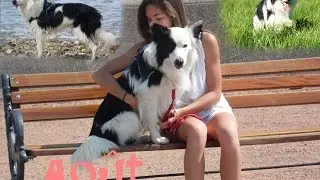 ☼ Summer with Border Collie ☼ #PART2 August