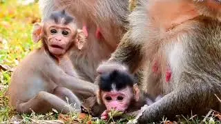 bayi monyet itu takut akan hal itu, dan takut melihat sekeliling
