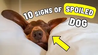 Is Your Dog Spoiled? 10 Signs