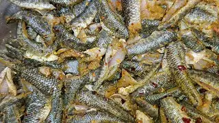 Snakehead fish in river and cooking fish tasty recipe | catch and cook | outdoor cooking 