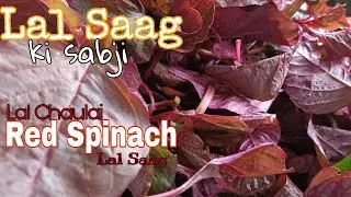 How to make Amaranth Leaves Recipe | Lal Saag ki Recipe | Red Spinach fry Recipe | Red Palak Recipe 