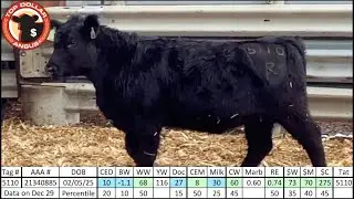 Angus Heifer 5110 - Rhodes Angus 2026