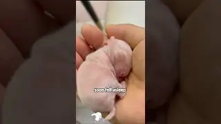 🆘😊❤️Woman finds strange baby animal! 🐰🙏#animals #pets #lovestory #rescue #rabbit
