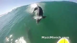 Dolphin Body Slam