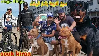 سوق القريعة بالدار البيضاء 🇲🇦🇲🇦 يوم الأحد 2023/2/5 مع باعة جميع انواع الكلاب souk kiraa casa🙏 Maroc