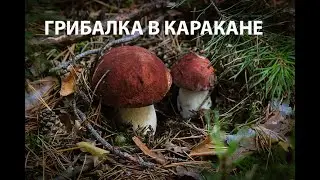 Искал белые грибы в Каракане, а нашел чью-то челюсть.