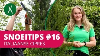 SnoeiTips #16 | Hoe snoei je een Italiaanse cipres?