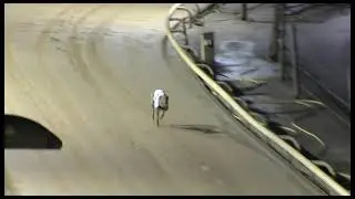 Greyhound 2023- 11.02.2023 Trial 4- Brindle Mack