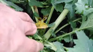23.12.25. Ріпак '' Том '' осінньо зимові хвороби. '' Viterra seed ''.