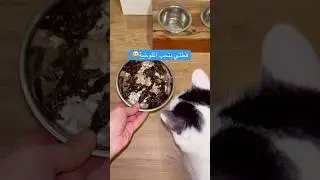 My cat eating traditional Syrian food 😃 #cat #cutecat #caty