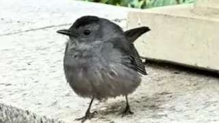 Сірий дрозд-котяра (Gray Catbird, Dumetella carolinensis) в Bryant park на Monheten 28.10.2025