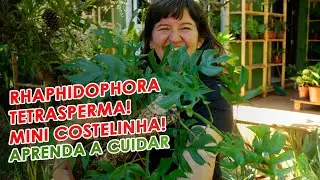 RHAPHIDOPHORA TETRASPERMA! Como replantar + suporte e dicas de cuidados
