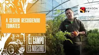 Y Játiva sigue recogiendo tomates