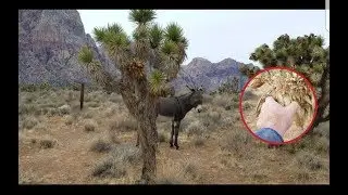 Wild Burros & Desert Plants You Can Eat in Nevada