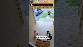 Fierce Fight Between Cat and Bear #cat #catvideos #catfight #bear #catlovers #animals