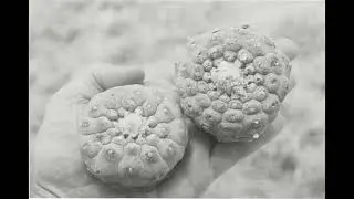 Dr. John Rayleigh Briggs and the Story of Peyote in Texas