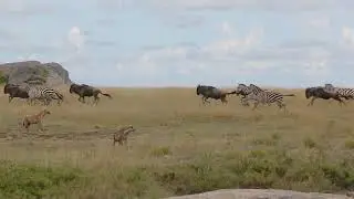 Unique Safaris - Zebra and Wildebeest panic at approaching Hyenas