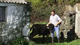 JAF - Trabalhar Com Touros Bravos - Working With Wild Bulls - Terceira Island - Azores