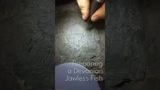 Fossil Preparation | Devonian Jawless Fish (400 million years old)