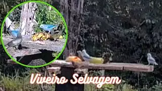 Viveiro Selvagem - aves da Amazônia livres se alimentando