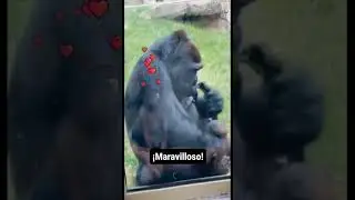 Mom gorilla wanted to show her baby too! , p20