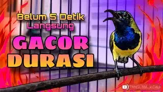 Sogon Cepat Bunyi! Baru 5 detik langsung gacor durasi #pancingansogon #sogongacor #sogon 