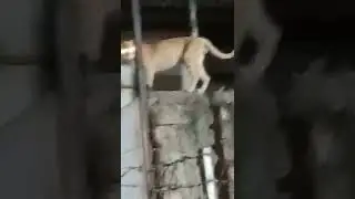 Cat on a barbed wire Wall