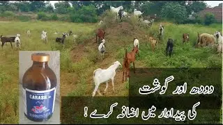 How to use Carasil Injection in goats | Carasil | Uses & Dose in Urdu | Veterinary Updates
