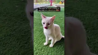 Meet the charming Turkish Van Cats with different colored eyes 😻