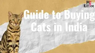 Guide to Buying Cats in India for First-Time - Mykitten