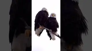 #youtubeshorts #nature #relax&antistress #shorts Stunningly beautiful eagles