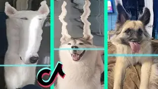 Time Warp Scan tiktok dog compilation (filter tiktok) part 3
