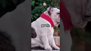 Top Characteristics of Bulldogs! #doglovers #bulldog  #dogbreeds