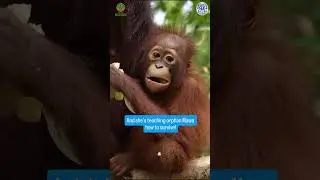 She Lost an Eye&hellip; But Saved a Baby Orangutan