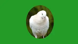Green Screen Videos |  pigeon 🐦 | green Screen effects