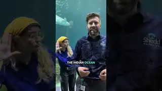 Ever heard of a shark ray? 👀🦈