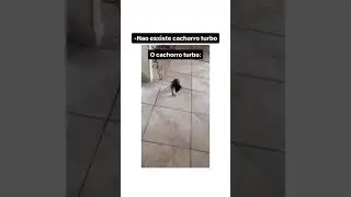 CACHORRO TURBO 🤣🤣🤣🤣🤣