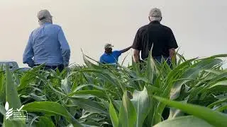 Sorghum Update | May 27, 2025