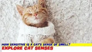 How Sensitive is a Cat's Sense of Smell?
