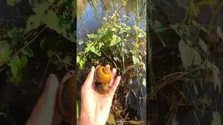 Caught This Snail Vibe Just in Time 🐌🌊 Don&rsquo;t Blink! #QuickClip #LakeMoment #NatureShorts #SnailTime
